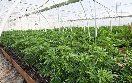 Cannabis Greenhouse